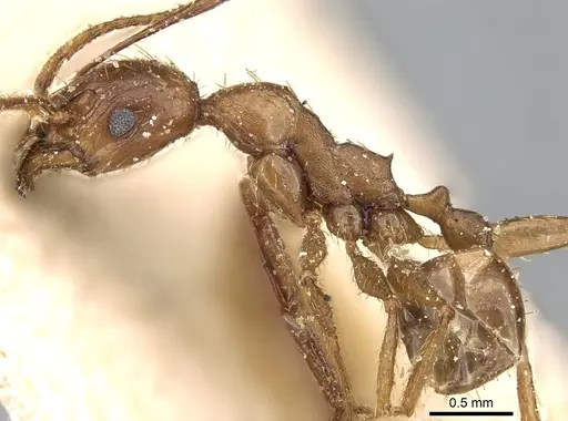 Pheidole speculifera specimen CASENT0281185 image casent0281185_3