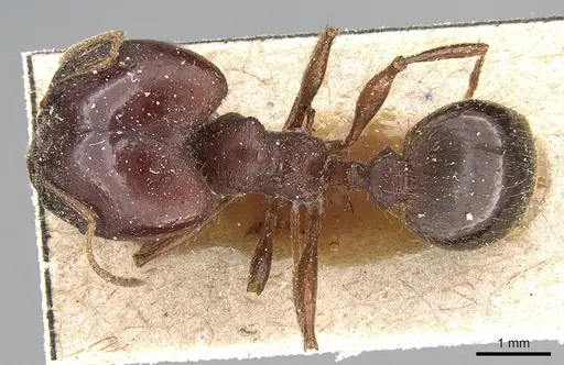 Pheidole speculifera specimen CASENT0281186 image casent0281186_1