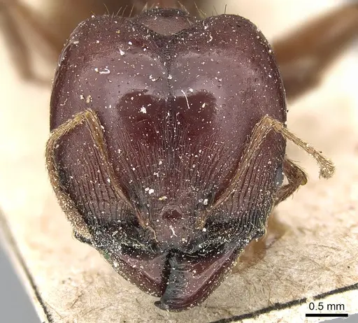 Pheidole speculifera specimen CASENT0281186 image casent0281186_2