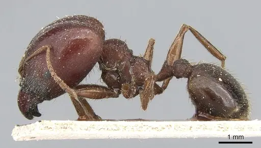 Pheidole speculifera specimen CASENT0281186 image casent0281186_3