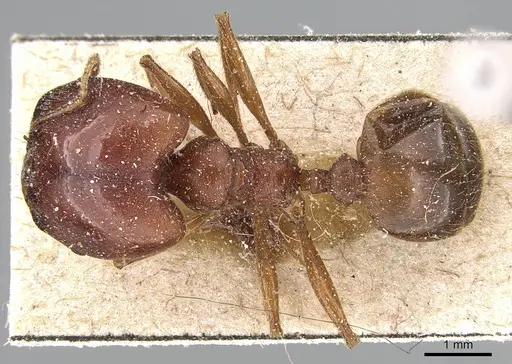 Pheidole speculifera specimen CASENT0281187 image casent0281187_1