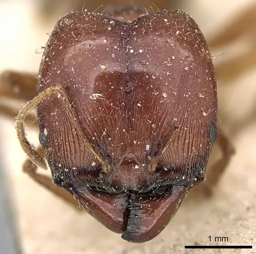Pheidole speculifera specimen CASENT0281187 image casent0281187_2