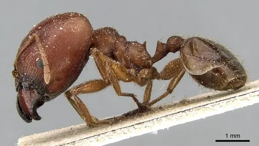 Pheidole speculifera specimen CASENT0281187 image casent0281187_3