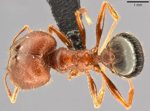 Pheidole speculifera specimen CASENT0282711 image casent0282711_1