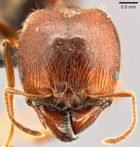 Pheidole speculifera specimen CASENT0282711 image casent0282711_2