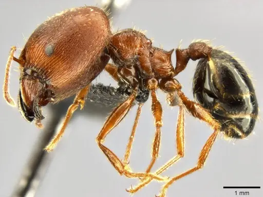 Pheidole speculifera specimen CASENT0282711 image casent0282711_3