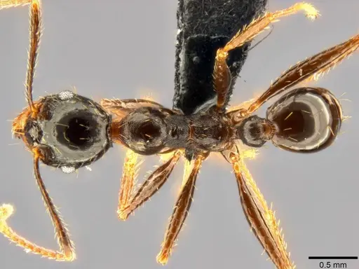 Pheidole speculifera specimen CASENT0283553 image casent0283553_1