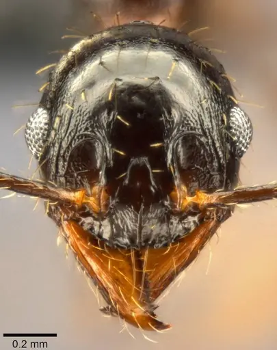 Pheidole speculifera specimen CASENT0283553 image casent0283553_2