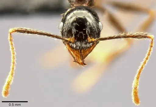 Pheidole speculifera specimen CASENT0283553 image casent0283553_3