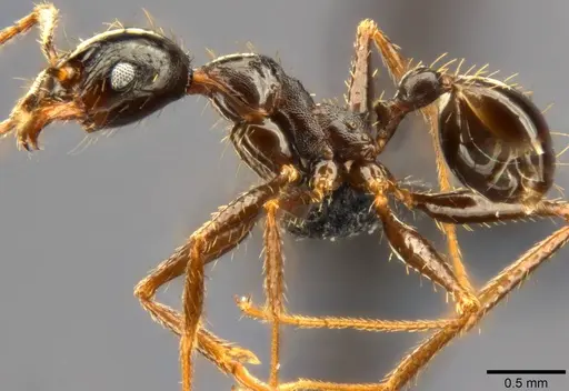 Pheidole speculifera specimen CASENT0283553 image casent0283553_4