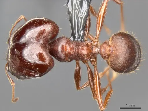 Pheidole speculifera specimen CASENT0284015 image casent0284015_1