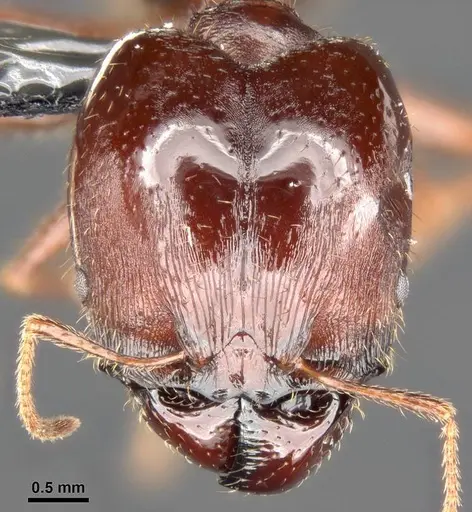 Pheidole speculifera specimen CASENT0284015 image casent0284015_2