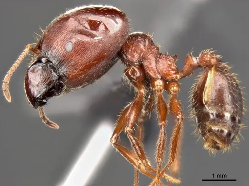 Pheidole speculifera specimen CASENT0284015 image casent0284015_3