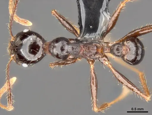 Pheidole speculifera specimen CASENT0284016 image casent0284016_1