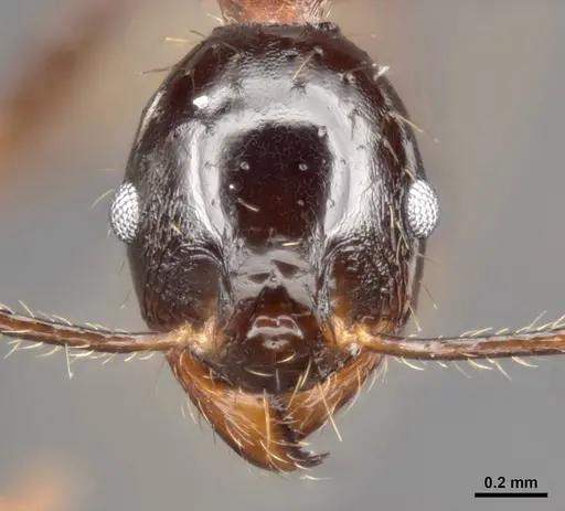 Pheidole speculifera specimen CASENT0284016 image casent0284016_2