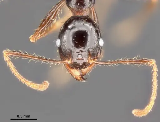 Pheidole speculifera specimen CASENT0284016 image casent0284016_3
