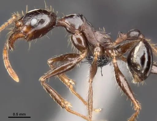 Pheidole speculifera specimen CASENT0284016 image casent0284016_4
