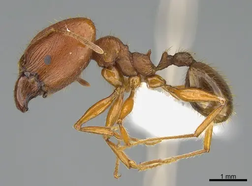 Pheidole speculifera specimen CASENT0415400 image casent0415400_1