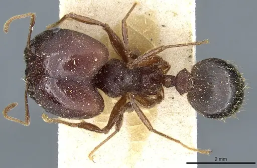 Pheidole speculifera specimen CASENT0904204 image casent0904204_1