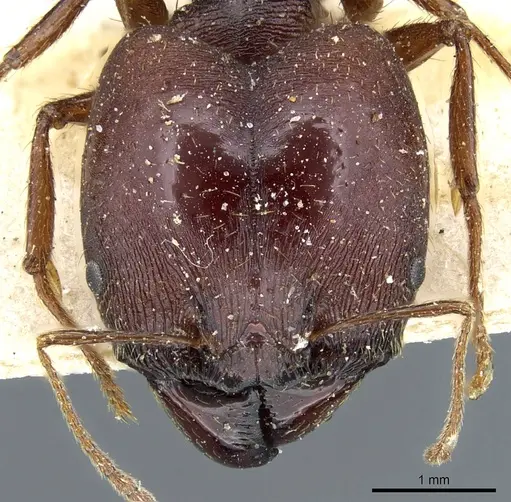Pheidole speculifera specimen CASENT0904204 image casent0904204_2