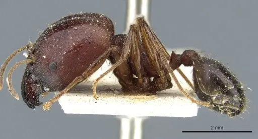 Pheidole speculifera specimen CASENT0904204 image casent0904204_3