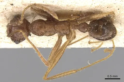 Pheidole speculifera specimen CASENT0906523 image casent0906523_1
