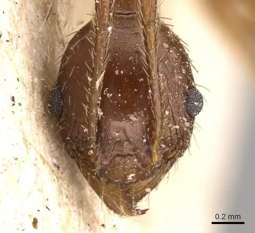 Pheidole speculifera specimen CASENT0906523 image casent0906523_2