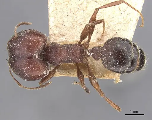 Pheidole speculifera specimen CASENT0907820 image casent0907820_1