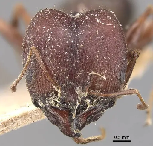 Pheidole speculifera specimen CASENT0907820 image casent0907820_2