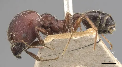 Pheidole speculifera specimen CASENT0907820 image casent0907820_3