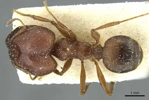Pheidole speculifera specimen CASENT0913445 image casent0913445_1