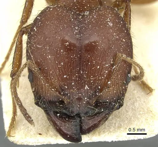 Pheidole speculifera specimen CASENT0913445 image casent0913445_2