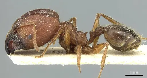 Pheidole speculifera specimen CASENT0913445 image casent0913445_3