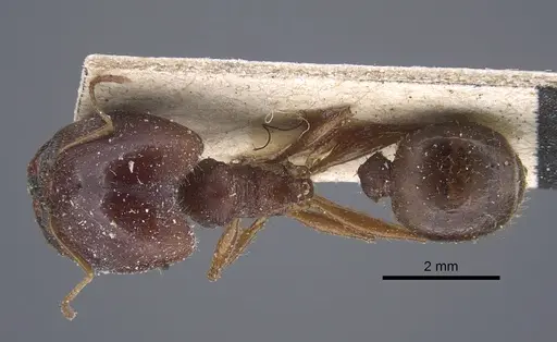 Pheidole speculifera specimen CASENT0917269 image casent0917269_1