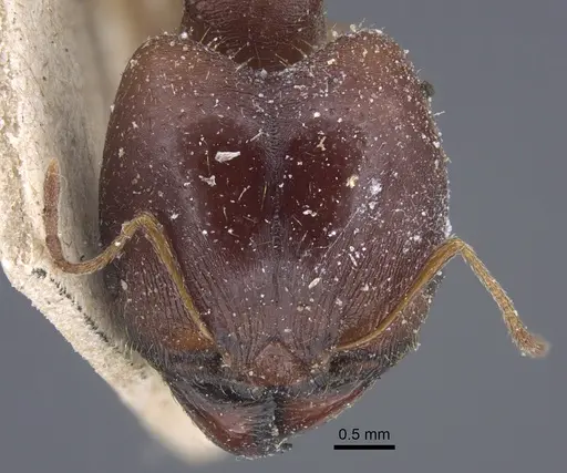 Pheidole speculifera specimen CASENT0917269 image casent0917269_2