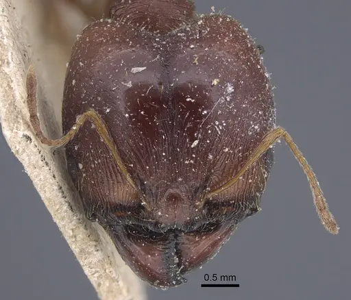 Pheidole speculifera specimen CASENT0917269 image casent0917269_3