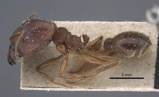Pheidole speculifera specimen CASENT0917269 image casent0917269_4