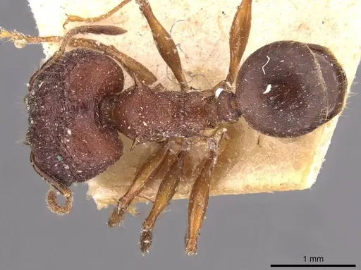 Pheidole sperata specimen CASENT0907770 image casent0907770_1
