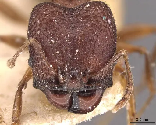 Pheidole sperata specimen CASENT0907770 image casent0907770_2
