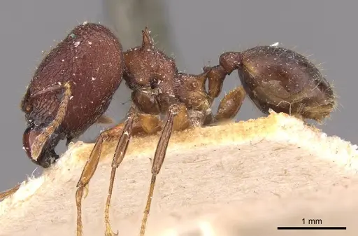 Pheidole sperata specimen CASENT0907770 image casent0907770_3