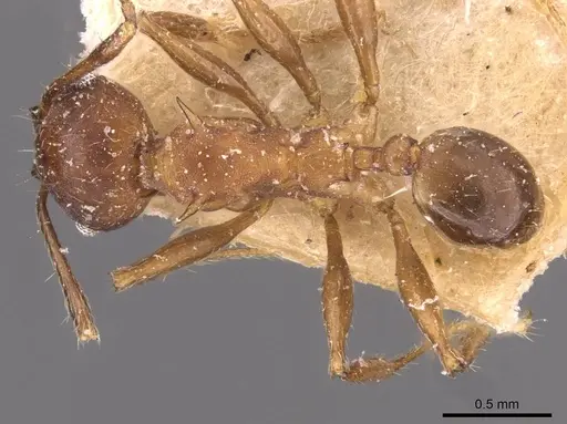 Pheidole sperata specimen CASENT0907771 image casent0907771_1