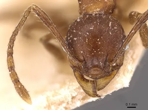 Pheidole sperata specimen CASENT0907771 image casent0907771_2