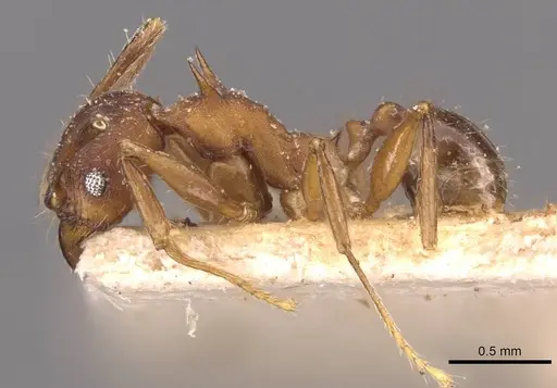Pheidole sperata specimen CASENT0907771 image casent0907771_3