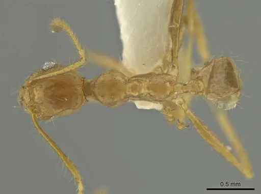 Pheidole spilota specimen CASENT0636798 image casent0636798_1