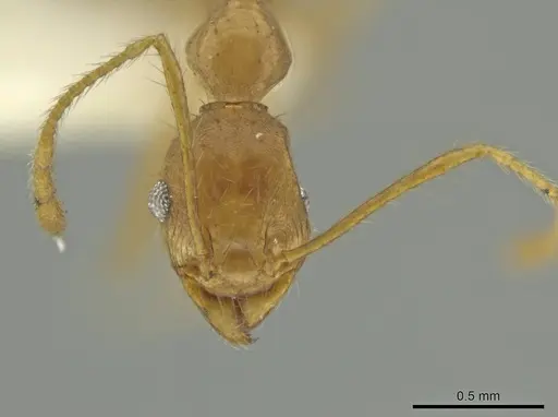 Pheidole spilota specimen CASENT0636798 image casent0636798_2