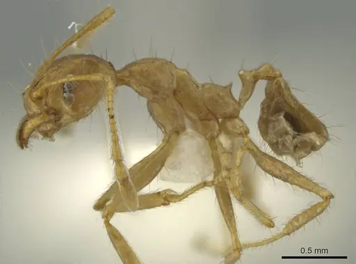 Pheidole spilota specimen CASENT0636798 image casent0636798_3