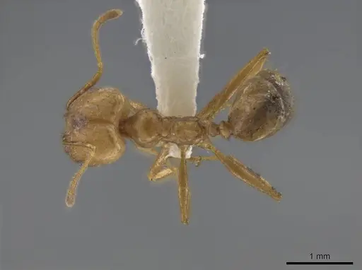 Pheidole spilota specimen JTLC000016537 image jtlc000016537_1