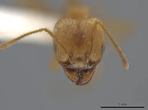 Pheidole spilota specimen JTLC000016537 image jtlc000016537_2