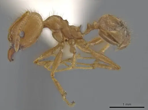 Pheidole spilota specimen JTLC000016537 image jtlc000016537_3