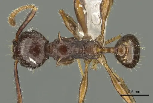 Pheidole spinicornis specimen CASENT0901620 image casent0901620_1